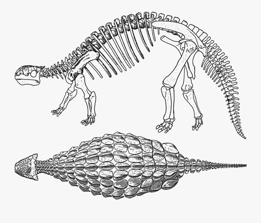 Clip Art Ankylosaurus Skeleton - Ankylosaurus Osteoderms, Transparent Clipart