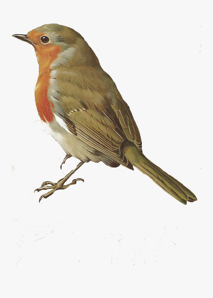 Transparent Background Robin Bird Png, Transparent Clipart