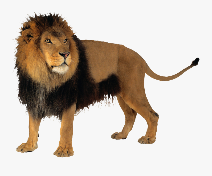 Lion Png Images Free Lions Awesome Image Lion - Lion With Transparent Background, Transparent Clipart
