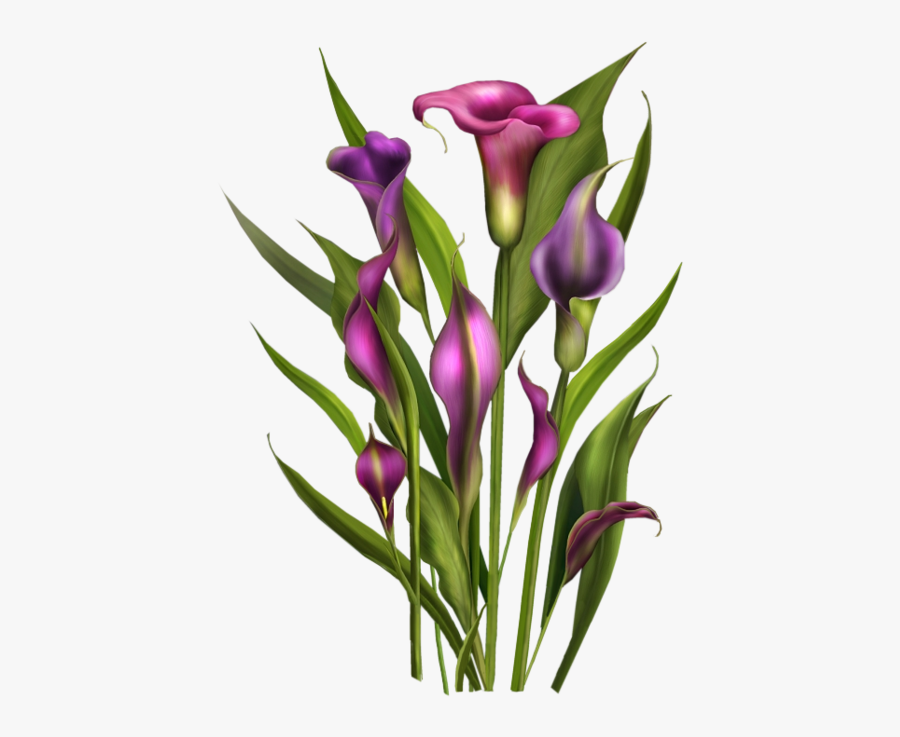 Tubes Fleurs / Bouquets Spring Flowers, Calla Lily, - Clip Art, Transparent Clipart