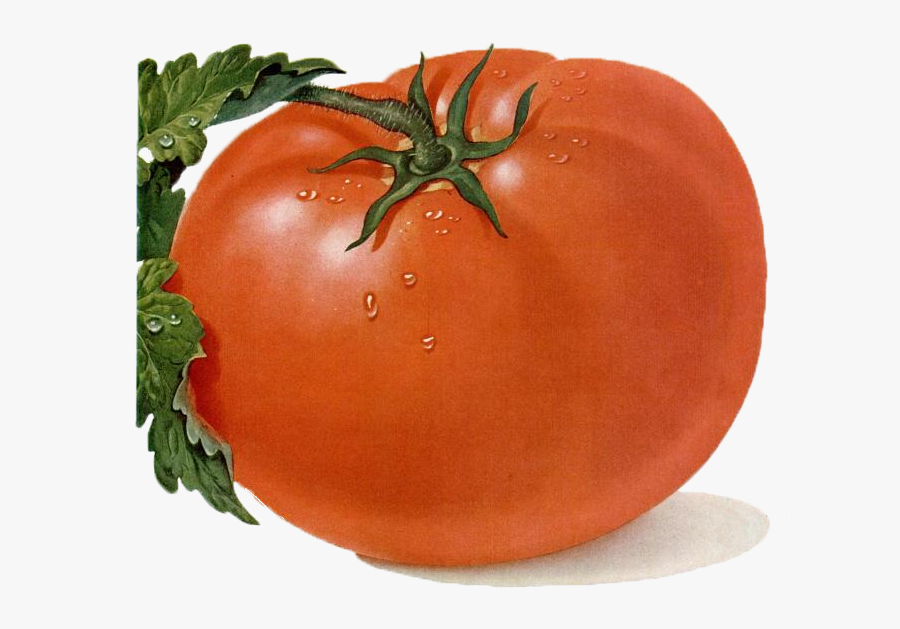 Tomato Drawing, Transparent Clipart