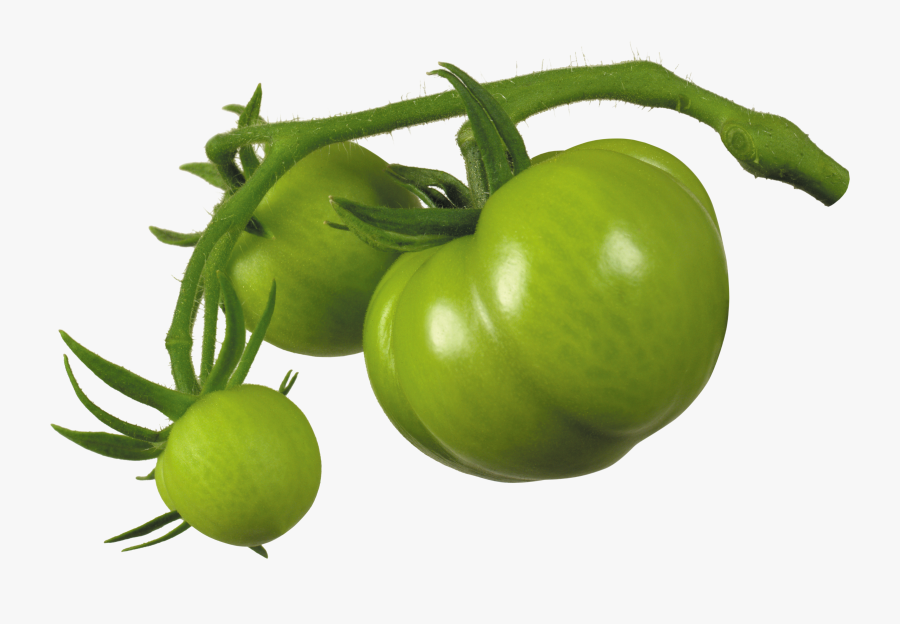 Green tomato. Помидор на зеленом фоне. Зеленый помидор на белом фоне. Зелёные помидоры приколы. Помидор на зелёном фоне без тени.