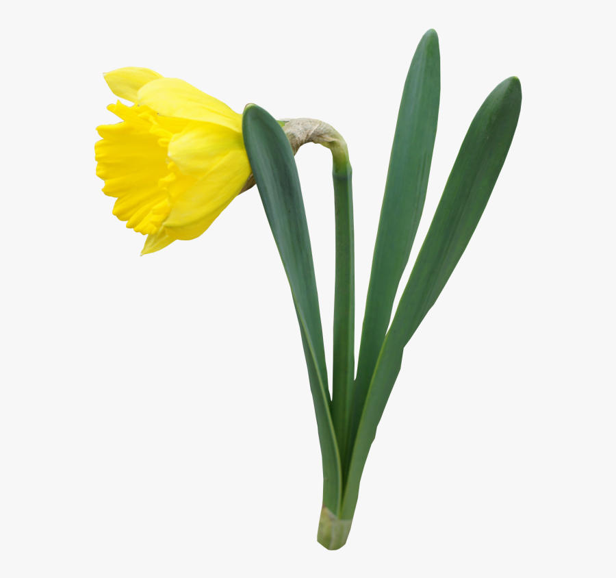 Daffodils With Transparent Background, Transparent Clipart