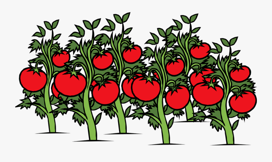 Tomato, Garden, Vine, Plants, Red, Ripe, Green, Food - Tomatoes Plant Clipart, Transparent Clipart
