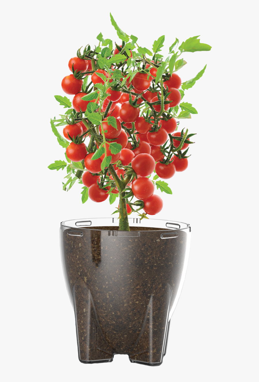 Tomato Plant Png , Free Transparent Clipart - ClipartKey