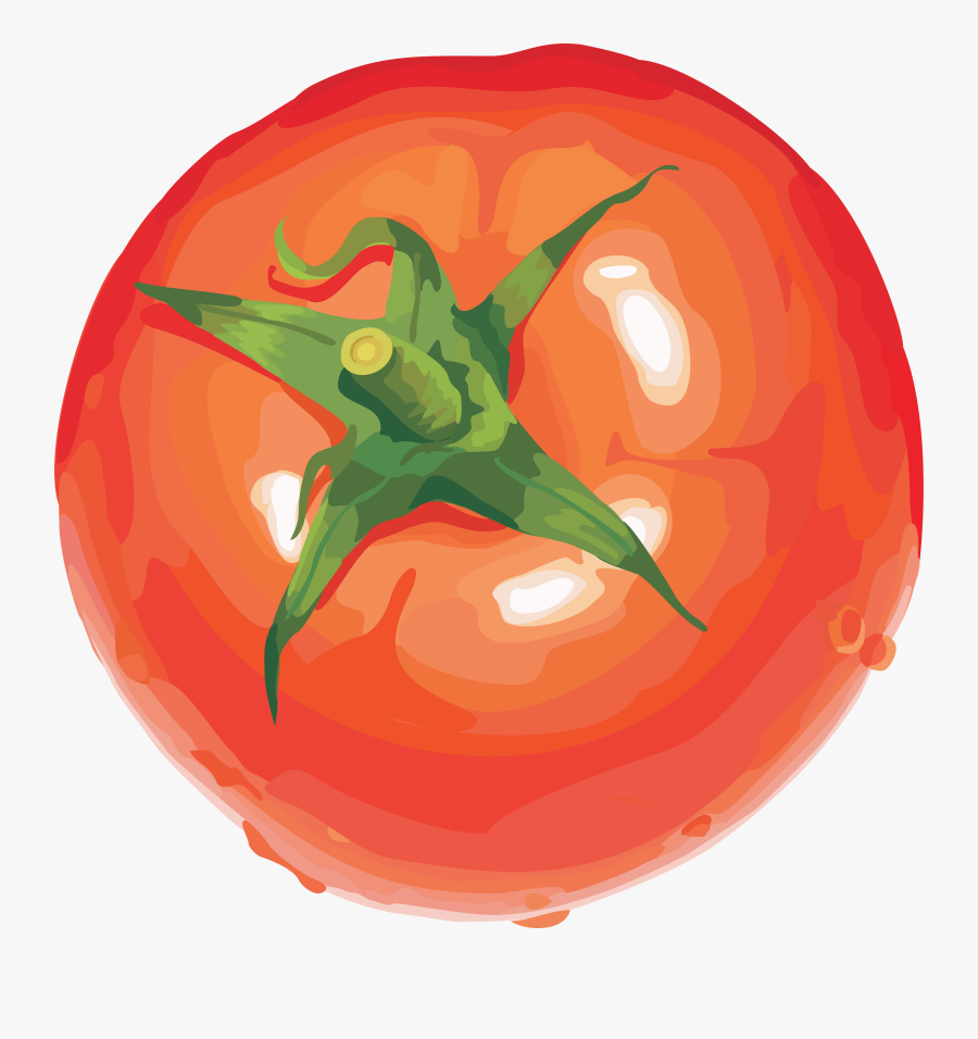 Transparent Tomato Clipart - Tomato Drawing No Background, Transparent Clipart