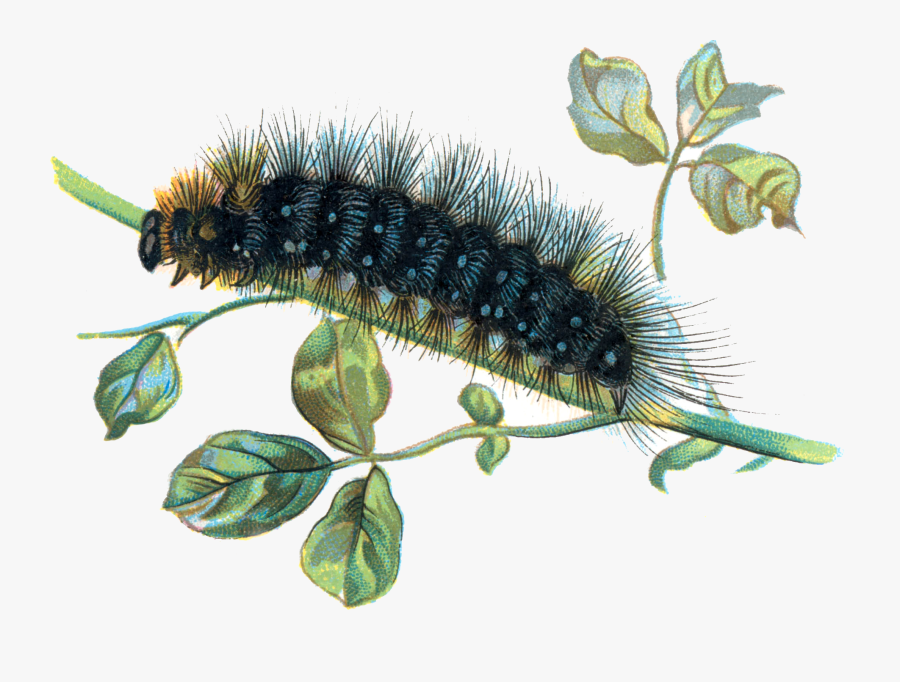 Caterpillar Png, Transparent Clipart