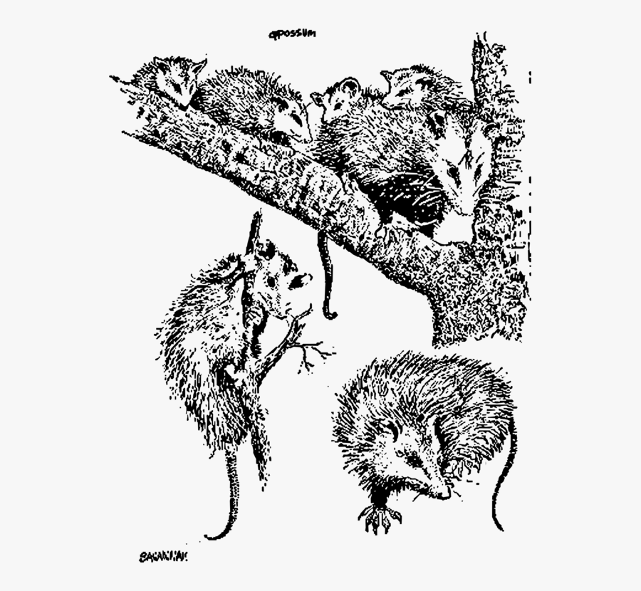 Art,monochrome Photography,carnivoran - Opossum, Transparent Clipart