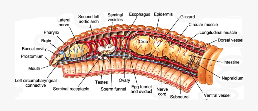 external-anatomy-of-earthworm