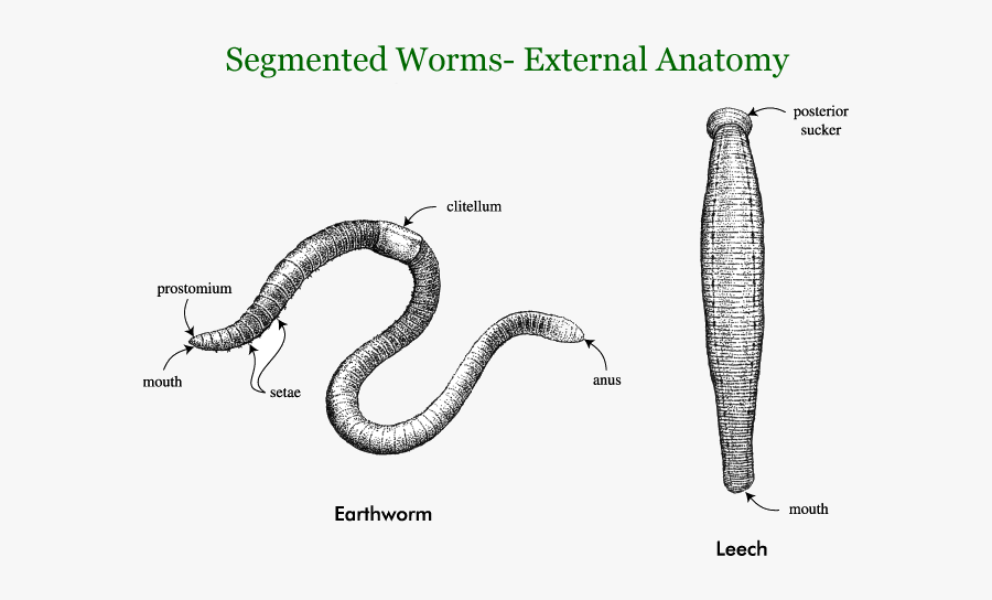 Worm Clipart Soil Organism - External Features Of Segmented Worms, Transparent Clipart