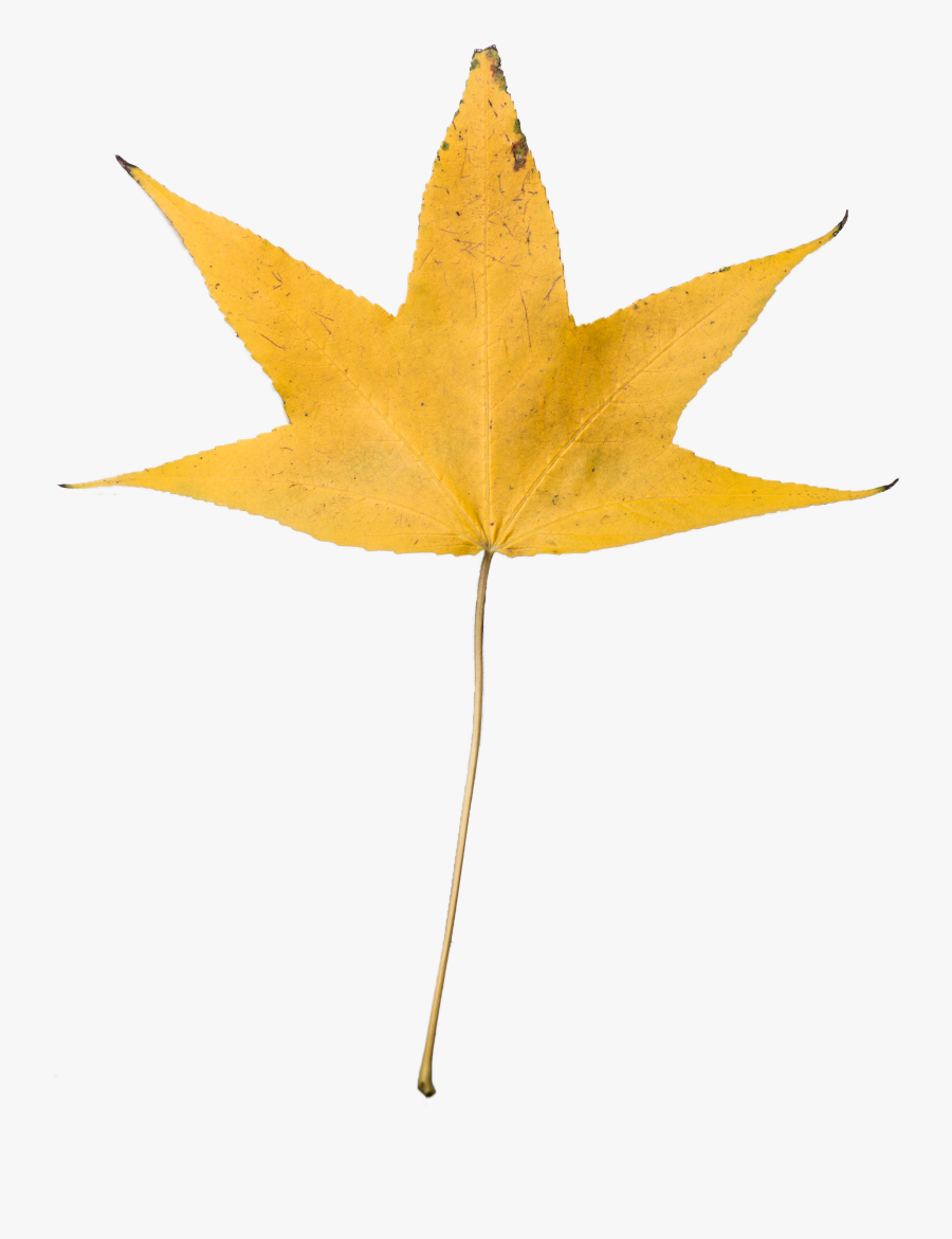 Dry Leaf No Background Clipart , Png Download - Png Image Full Hd 1080p Background, Transparent Clipart