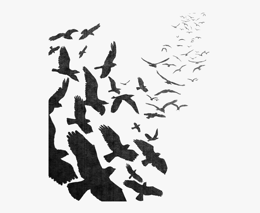 Flight Crow Watercolor Common Flock Bird Raven Clipart - Flock Of Crows Silhouette, Transparent Clipart