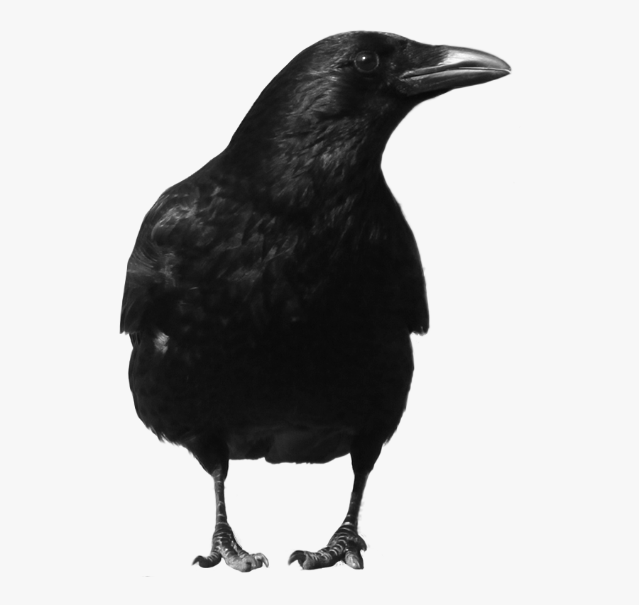 Black Png Image The - Crow Png, Transparent Clipart