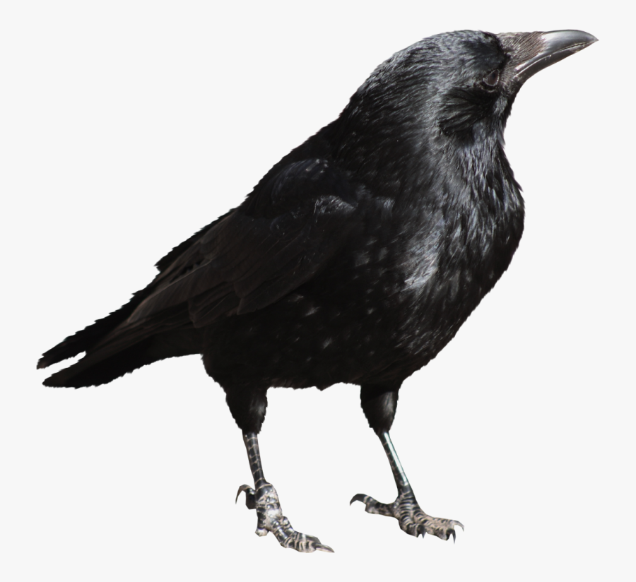 71426 - Transparent Crow, Transparent Clipart