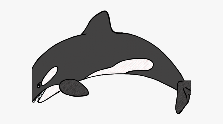 Antarctic Killer Whales Draw, Transparent Clipart
