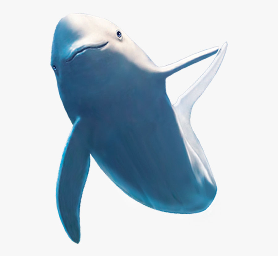 Common Bottlenose Dolphin Shark Beluga Whale - Clipart Beluga Whale Transparent, Transparent Clipart