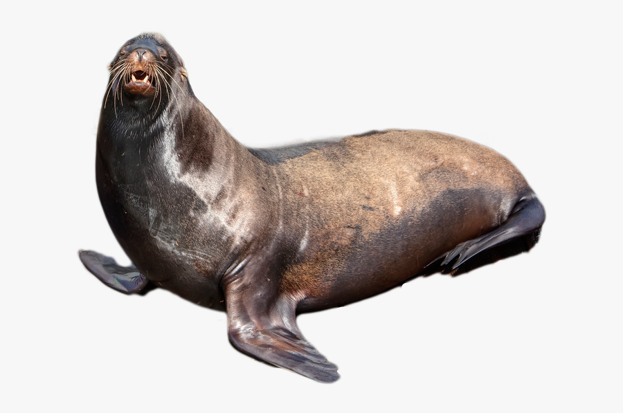 Harbor Seal Png - Seal Png, Transparent Clipart