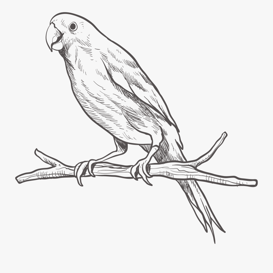 Parrot Bird Parakeet Sketch - รูป วาด นก แก้ว, Transparent Clipart