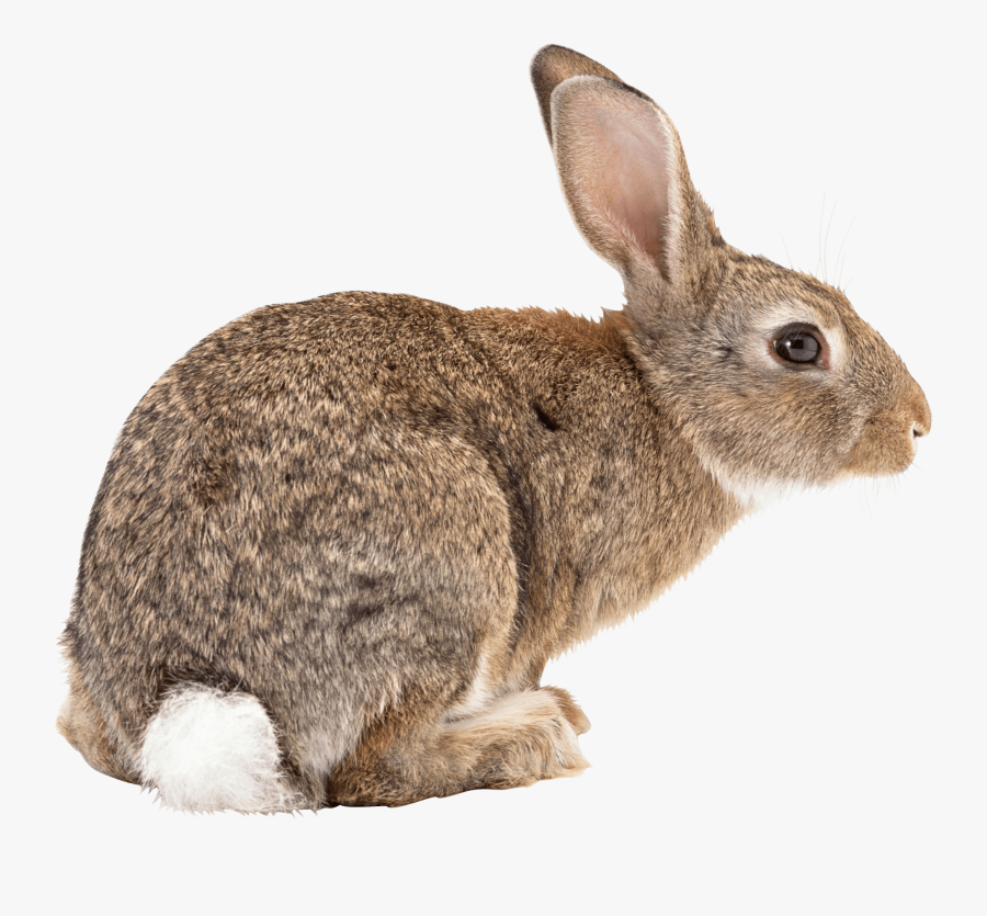 Rabbit Ready To Jump Transparent Png - Side View Of A Rabbit, Transparent Clipart