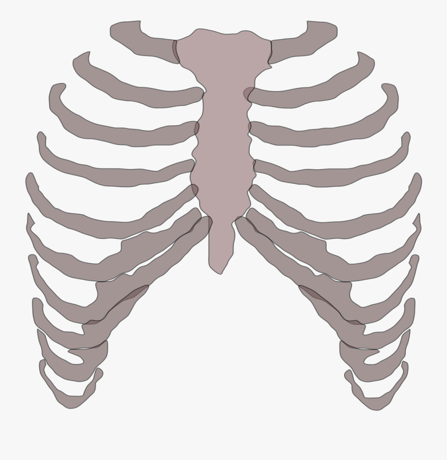 Clip Art Picture Of Rib Cage - Rib Cage Png, Transparent Clipart
