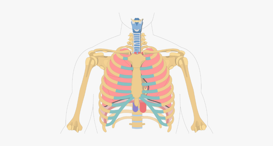 Clip Art Rib Anatomy Quiz - Shape Of The Heart, Transparent Clipart