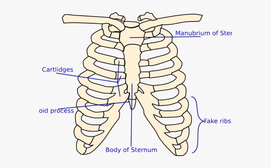 Transparent X Ray Clipart - Costochondritis Drawing, Transparent Clipart