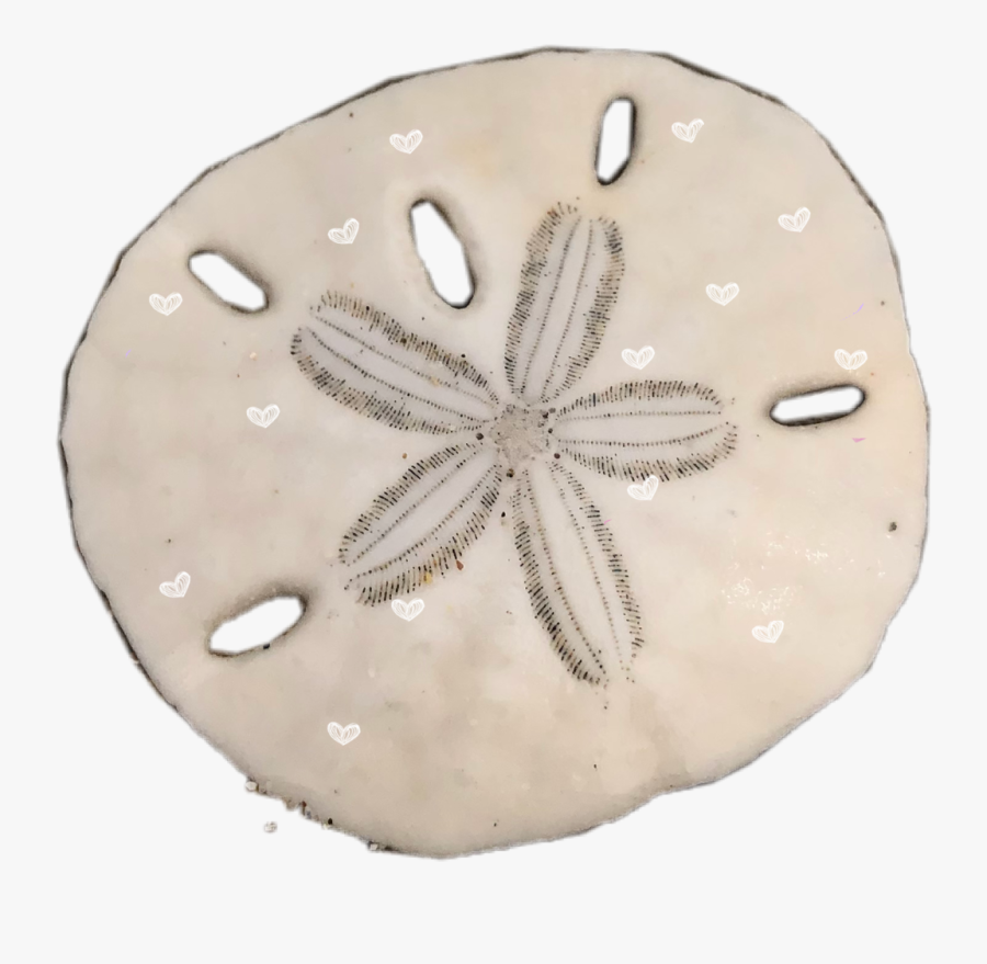 #sanddollar #freetoedit - Sand Dollar, Transparent Clipart