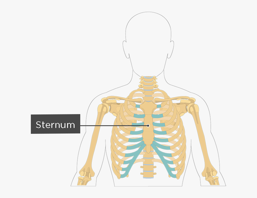 Clip Art Structure Of The Ribcage - Human Skeleton Of Back Bone, Transparent Clipart