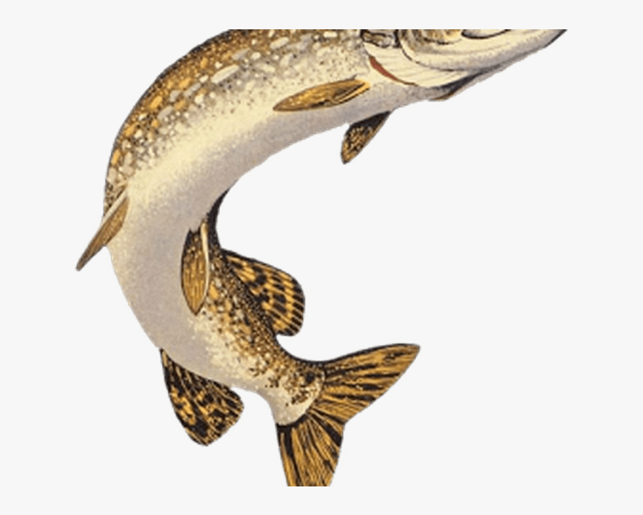 Walleye Drawing Pickerel Fish Huge Freebie Download - Northern Pike Pike Drawing, Transparent Clipart