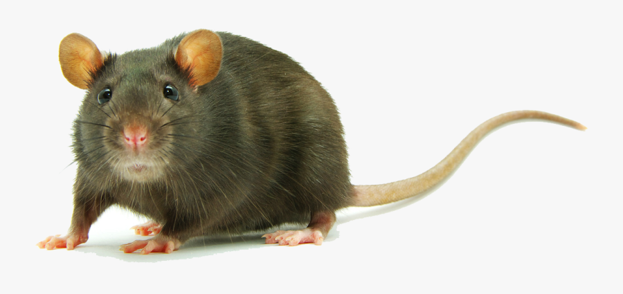 28 Collection Of Rat Clipart Transparent - Mouse Meaning In Hindi ...