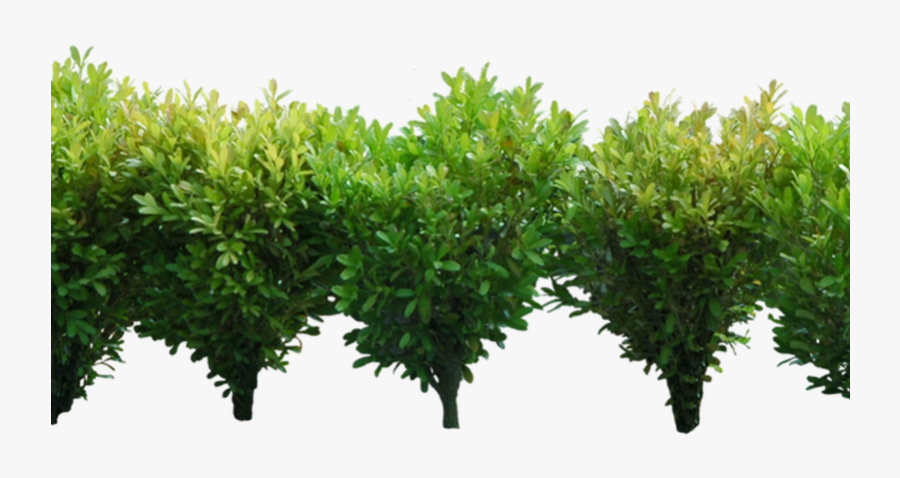 Transparent Shrubs Clipart - Shrubs With Transparent Background, Transparent Clipart