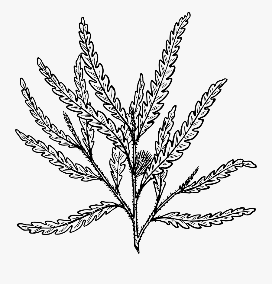 Shrub Clipart Fern - Fern Vascular Plant Drawing, Transparent Clipart