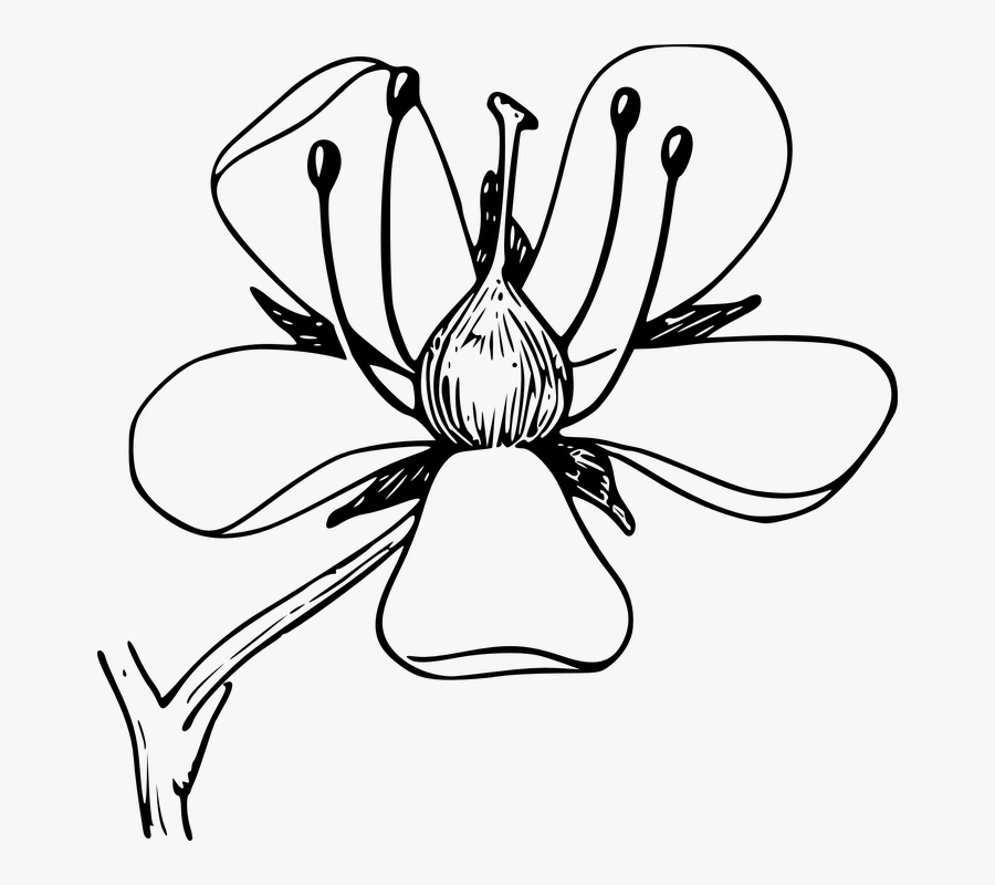 Mayflower Clipart Colorful Flower - Draw An Azalea Flower, Transparent Clipart