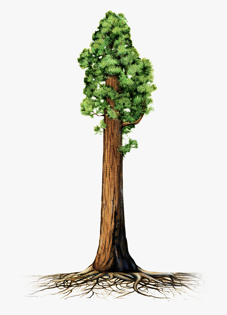 Are Giant Sequoia Trees Succumbing To Drought - Sequoia Tree Clip Art, Transparent Clipart