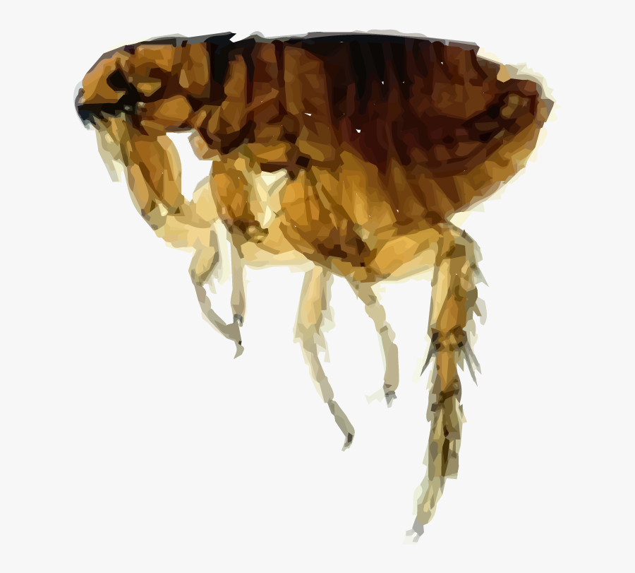 Flea Png - Oriental Rat Flea Png, Transparent Clipart