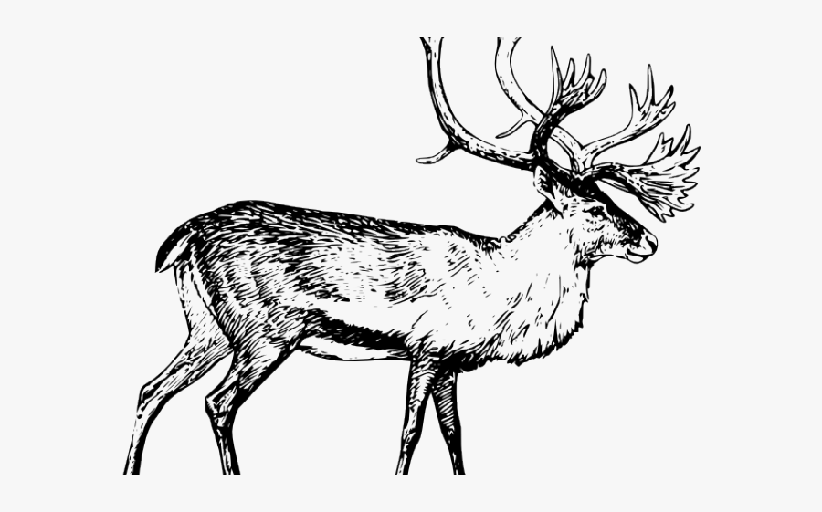 Caribou Clip Art, Transparent Clipart