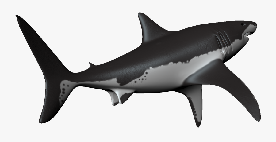 Transparent Hammerhead Shark Clipart - Bronze Hammerhead Shark , Free ...