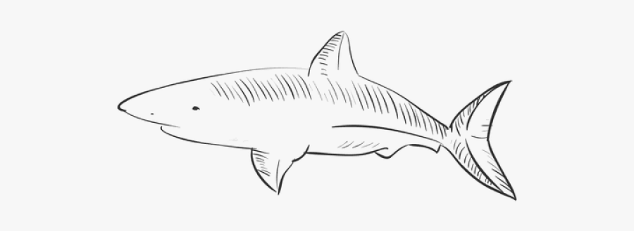 Tiger Shark, Transparent Clipart