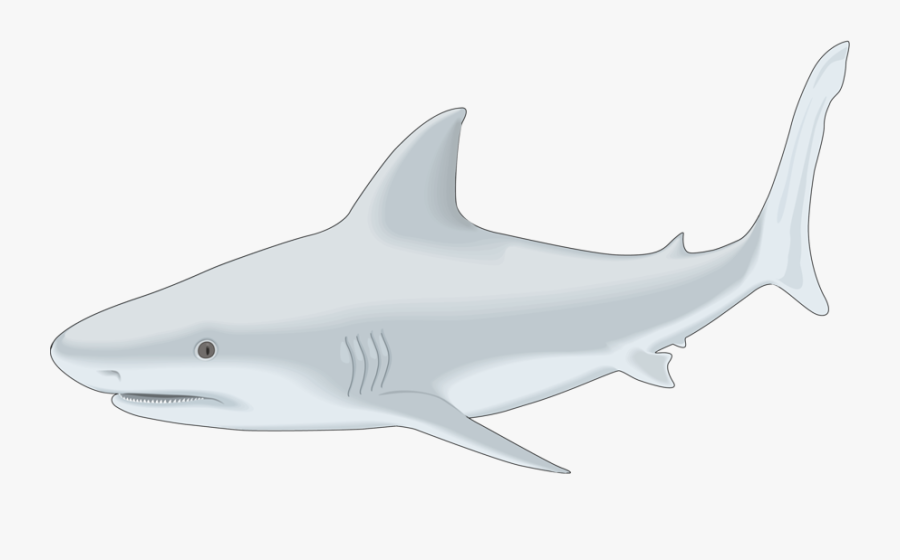 Sharks-clipart - Squaliformes, Transparent Clipart