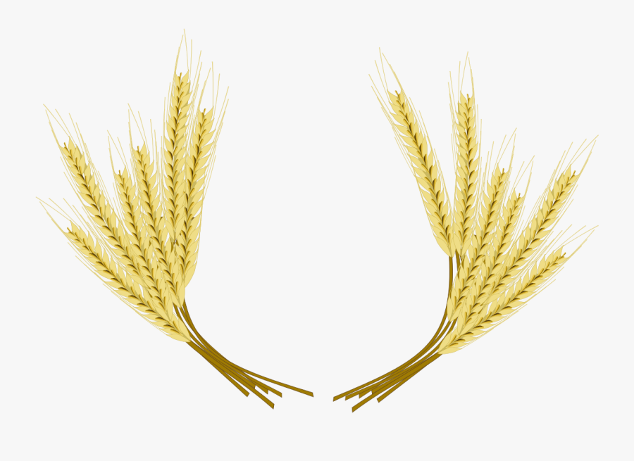 Barley Png Hd Image - Wheat And Barley Clipart, Transparent Clipart