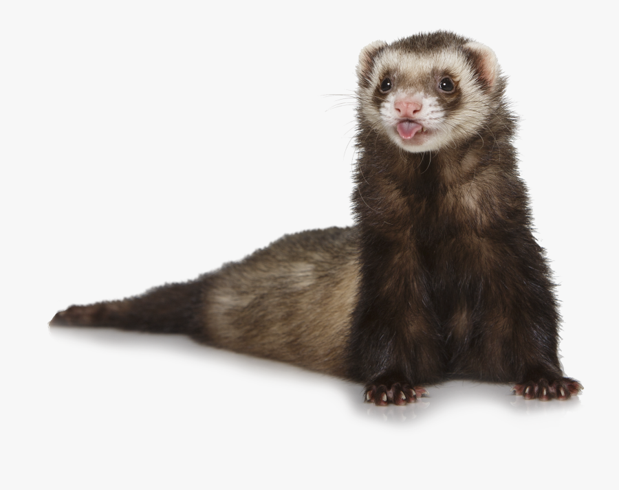 Ferret - Ferret Transparent Background, Transparent Clipart