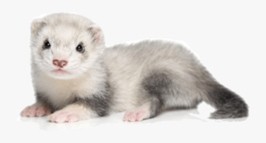 Ferret Png Picture - Small House Pets, Transparent Clipart