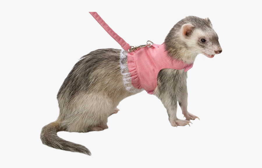 Ferret In Harness - Ferret On Harness, Transparent Clipart