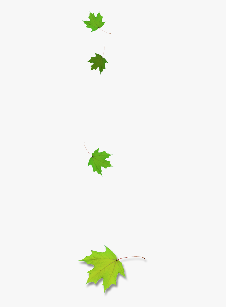 Leaf - Maple Leaf, Transparent Clipart