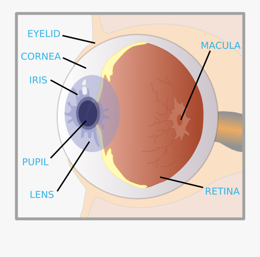 Eye With Labels, Transparent Clipart
