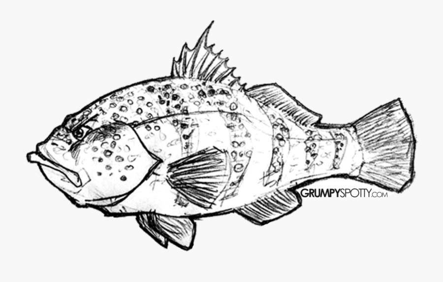 Clip Art Stock Walleye Drawing Easy - Rock Cod, Transparent Clipart