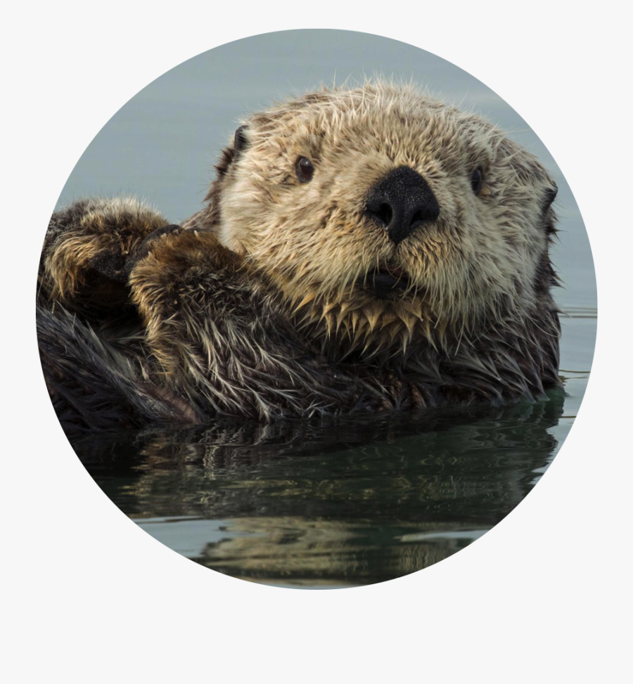 Otter, Transparent Clipart