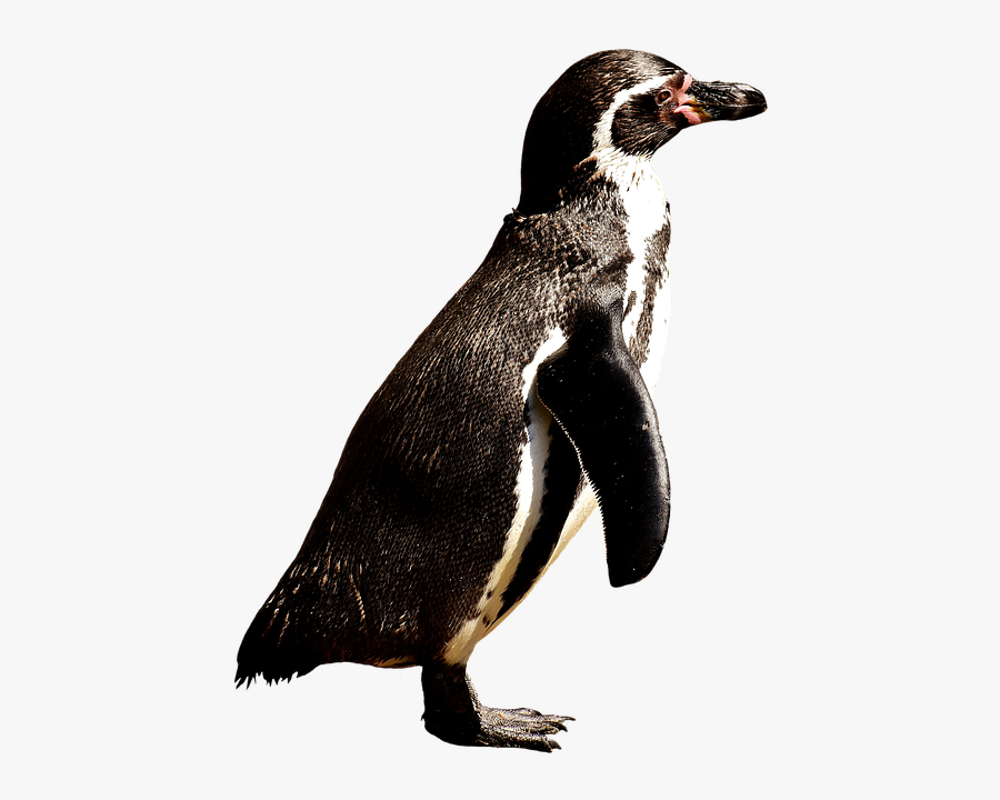 Tučniak Png, Transparent Clipart