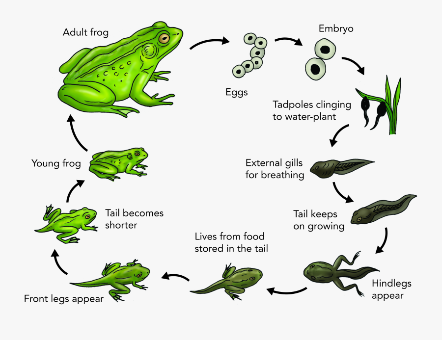 Eggs Clipart Tadpole - Draw Life Cycle Of Frog, Transparent Clipart