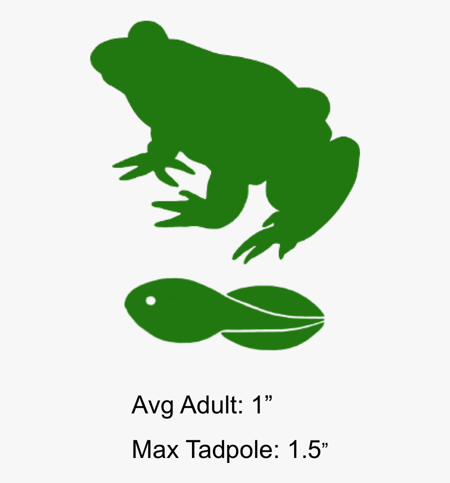 Clip Art Peeper Specs - Pine Barrens Tree Frog Tadpole, Transparent Clipart